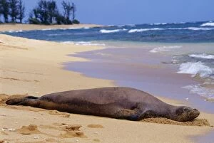 Images Dated 17th July 2006: Hawaiian Monk Seal - resting on beach. Kauai, Hawaii