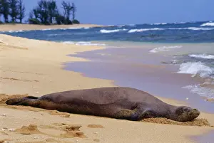 Hawaiian Monk Seal - resting on beach. Kauai, Hawaii