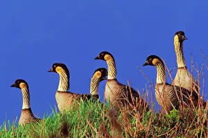 Lines Prints: Hawaiian / Nene Geese Kilauea Point National Wildlife Refuge