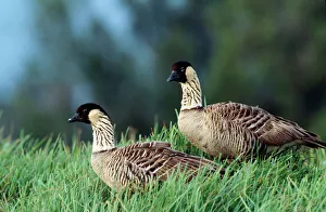 Images Dated 22nd April 2005: Hawaiian / Nene Goose Kilauea Point NWR, Hawaii