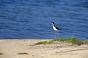 Stilt Prints: Hawaiian Stilt - Hawaiian endemic