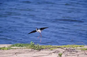 Stilt Prints: Hawaiian Stilt - Landing (Hawaiian endemic Kuaua'i Island, Hawaii)