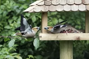 Hawfinch, 2 birds squabbling at food station
