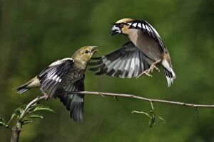 Images Dated 13th June 2007: Hawfinch - adult about to feed juvenile