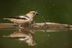Hawfinch - Bathing in forest pool Coccothraustes coccothraustes Hungary BI016048