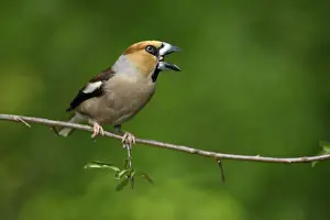 Finch Prints: Hawfinch - cracking seed with its bill, Lower Saxony, Germany