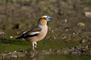 Puddle Prints: Hawfinch - drinking from a puddle on a track way - May - Breckland - Norfolk - U. K