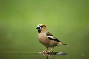 Hawfinches Prints: Hawfinch - At forest pool Coccothraustes coccothraustes Hungary BI016081