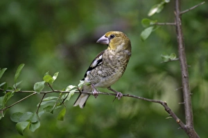 Images Dated 12th June 2007: Hawfinch - juvenile sitting on branch