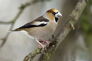 Images Dated 26th February 2005: Hawfinch - Male in garden searching for food in winter. Lower Saxony, Germany