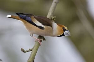 Images Dated 1st March 2005: Hawfinch - Male in garden searching for food in winter. Lower Saxony, Germany
