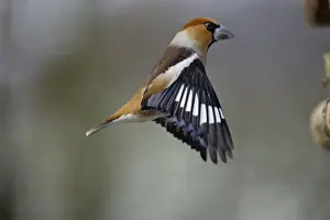 Hawfinch - Male landing at bird-table, winter. Lower Saxony, Germany