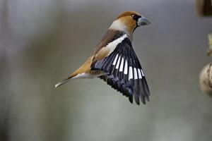 Hawfinch - Male landing at bird table, winter