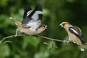 Hawfinch - pair courtship displaying on branch
