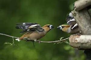 Hawfinch - pair fighting at bird table