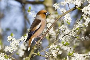 Images Dated 10th April 2011: Hawfinch - perched amongst blackthorn blossom