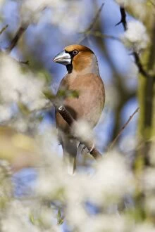 Blackthorn Gallery: Hawfinch - perched amongst blackthorn blossom