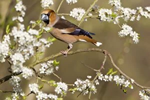 Images Dated 10th April 2011: Hawfinch - perched amongst blackthorn blossom