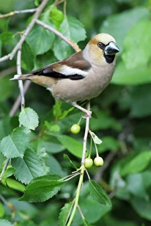 Hawfinch - perched in cherry tree
