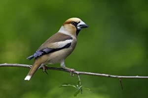 Images Dated 12th June 2007: Hawfinch - sitting on branch
