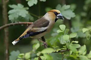 Hawfinches Prints: Hawfinch - sitting on branch, Lower Saxony, Germany