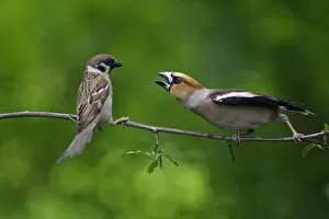 Images Dated 12th June 2007: Hawfinch and Tree Sparrow (Passer montanus), fighting on branch