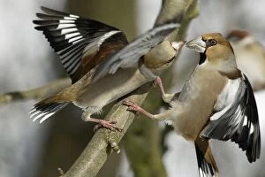 Images Dated 27th February 2005: Hawfinches - Two females fighting over food in garden, winter. Lower Saxony, Germany