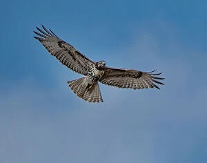 Hawk Gallery: Hawk flying overhead