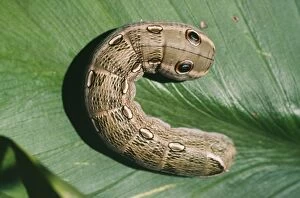 Images Dated 12th September 2006: Hawk Moth - caterpillar, threat display. Family:Choerocampinae