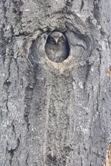 Hawk Owl - Chick looking out of nest hole