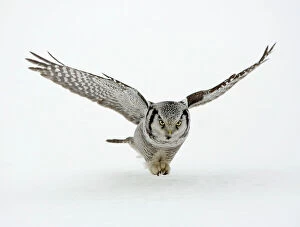 Raptors Collection: Hawk Owl - in flight over snow - March - Finland