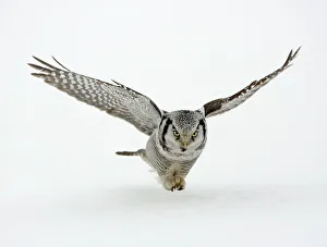 Raptors Collection: Hawk Owl - in flight over snow - March - Finland