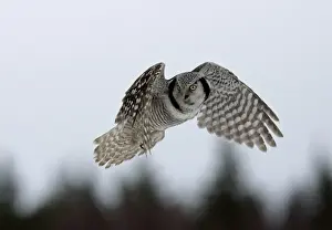 Hawk Owl - hovering with forest in background - March - Finland