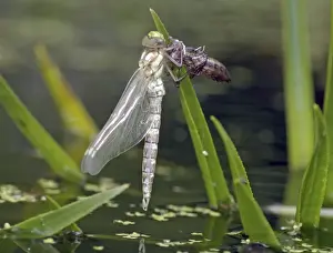 Metamorphosis Prints: Hawker Dragonfly emerging from its nymphal case. UK- Europe freshwater