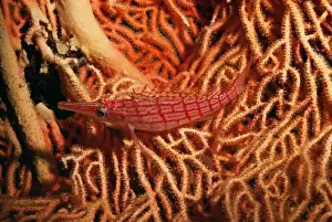 Hawkfish Prints: Hawkfish Indo-Pacific