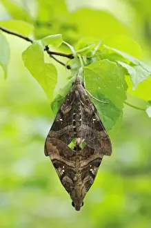 Hawkmoths Prints: Hawkmoth - mating - Montagne des Francais Reserve - Antsiranana - Northern Madagascar