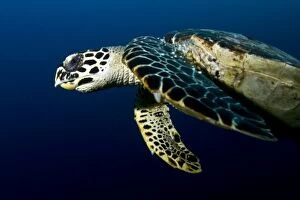 Images Dated 2nd January 2012: Hawksbill Turtle