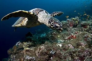 Images Dated 4th January 2012: Hawksbill Turtle