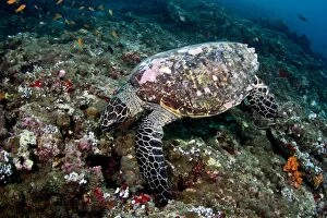 Images Dated 4th January 2012: Hawksbill Turtle