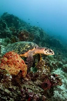 Images Dated 31st December 2011: Hawksbill Turtle