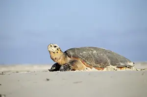 Marine Prints: Hawksbill Turtle