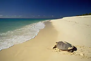Turtle Prints: Hawksbill Turtle