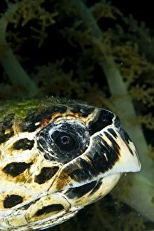 Images Dated 15th July 2011: Hawksbill Turtle - close-up