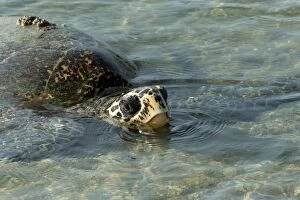 Images Dated 25th September 2011: Hawksbill Turtle - coming ashore to lay on Crab Island