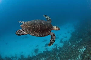 Images Dated 25th July 2011: Hawksbill Turtle (Eretmochelys imbricata)