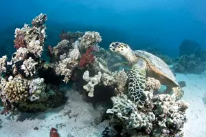 Red Sea Prints: Hawksbill Turtle - feeding on soft coral - Red Sea