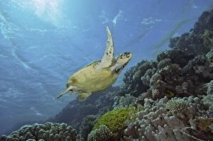 Images Dated 17th March 2012: Hawksbill Turtle - female