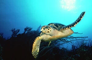 Seascape Collection: Hawksbill Turtle - front-view one flipper up Bahamas, Caribbean
