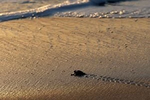 Images Dated 10th September 2011: Hawksbill Turtle - hatchlings