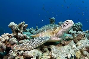 Images Dated 8th July 2011: Hawksbill Turtle - laying on a hard coral